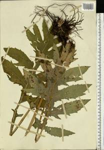 Cirsium oleraceum (L.) Scop., Eastern Europe, Moscow region (E4a) (Russia)