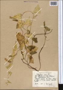 Calystegia sepium (L.) R. Br., Middle Asia, Caspian Ustyurt & Northern Aralia (M8) (Kazakhstan)