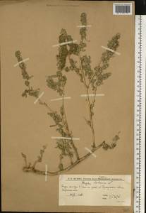 Atriplex tatarica L., Eastern Europe, Lower Volga region (E9) (Russia)
