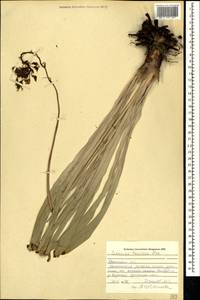 Eremurus tauricus Steven, Crimea (KRYM) (Russia)