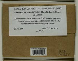 Niphotrichum panschii (Müll. Hal.) Bedn.-Ochyra & Ochyra, Bryophytes, Bryophytes - Russian Far East (excl. Chukotka & Kamchatka) (B20) (Russia)