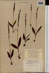 Herminium monorchis (L.) R.Br., Eastern Europe, Latvia (E2b) (Latvia)