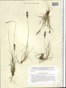 Koeleria asiatica Domin, Siberia, Chukotka & Kamchatka (S7) (Russia)