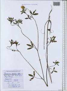 Trifolium apertum Bobrov, Caucasus, Black Sea Shore (from Novorossiysk to Adler) (K3) (Russia)