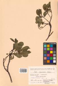 Salix chamissonis Andersson, Siberia, Chukotka & Kamchatka (S7) (Russia)