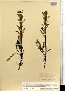 Pedicularis oederi Vahl, Mongolia (MONG) (Mongolia)