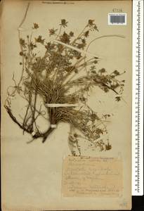 Reaumuria alternifolia subsp. alternifolia, Caucasus, Dagestan (K2) (Russia)