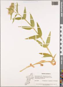 Dianthus barbatus, Eastern Europe, North-Western region (E2) (Russia)