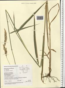 Phalaris arundinacea L., Eastern Europe, Central region (E4) (Russia)