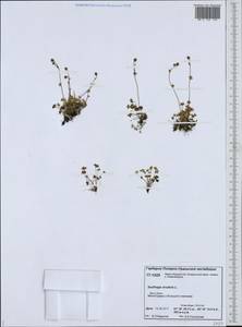 Saxifraga rivularis, Siberia, Western Siberia (S1) (Russia)