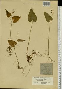 Maianthemum bifolium (L.) F.W.Schmidt, Siberia, Russian Far East (S6) (Russia)