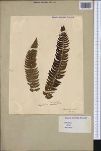 Polystichum lonchitis (L.) Roth, Western Europe (EUR) (Italy)