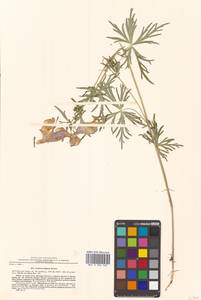 Aconitum ambiguum Rchb., Siberia, Russian Far East (S6) (Russia)