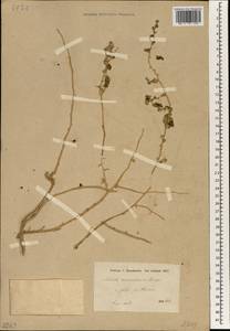 Kaviria tomentosa (Moq.) Akhani, South Asia, South Asia (Asia outside ex-Soviet states and Mongolia) (ASIA) (Iran)