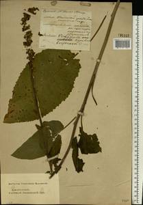 Verbascum phlomoides L., Eastern Europe, Middle Volga region (E8) (Russia)