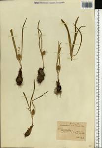 Colchicum bulbocodium subsp. versicolor (Ker Gawl.) K.Perss., Eastern Europe, South Ukrainian region (E12) (Ukraine)