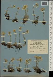 Antennaria caucasica Boriss., Caucasus, South Ossetia (K4b) (South Ossetia)