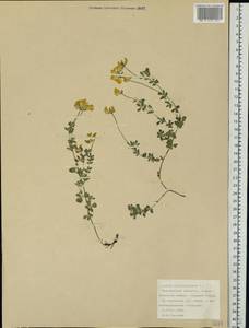 Lotus corniculatus L., Eastern Europe, Northern region (E1) (Russia)