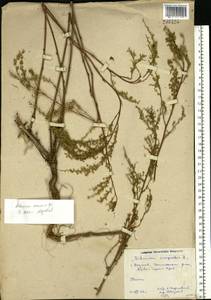 Artemisia arenaria DC., Eastern Europe, Rostov Oblast (E12a) (Russia)