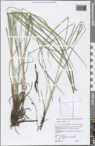 Carex acuta L., Siberia, Baikal & Transbaikal region (S4) (Russia)