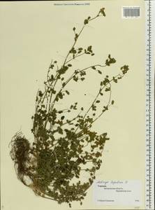 Medicago lupulina L., Eastern Europe, South Ukrainian region (E12) (Ukraine)