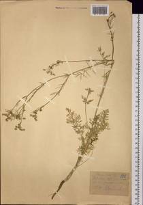 Carum carvi L., Siberia, Western (Kazakhstan) Altai Mountains (S2a) (Kazakhstan)