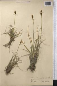 Carex kokanica (Regel) S.R.Zhang, Middle Asia, Pamir & Pamiro-Alai (M2) (Tajikistan)