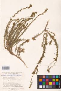 Bassia prostrata (L.) Beck, Eastern Europe, South Ukrainian region (E12) (Ukraine)