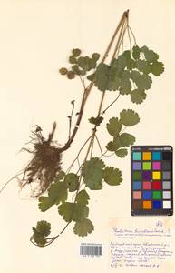 Thalictrum baicalense Turcz. ex Ledeb., Siberia, Russian Far East (S6) (Russia)