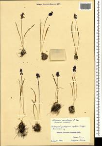 Muscari coeruleum Losinsk., Caucasus, Krasnodar Krai & Adygea (K1a) (Russia)