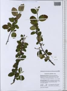 Cotoneaster laxiflorus (J. Jacq.) Lindl., Eastern Europe, Northern region (E1) (Russia)