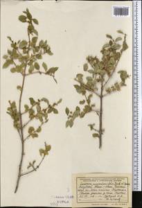 Lonicera nummulariifolia Jaub. & Spach, Middle Asia, Western Tian Shan & Karatau (M3) (Uzbekistan)