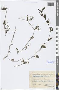 Potamogeton crispus L., Eastern Europe, North Ukrainian region (E11) (Ukraine)