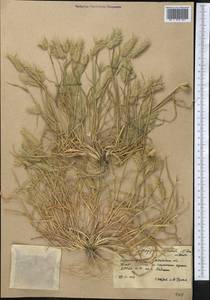 Eremopyrum orientale (L.) Jaub. & Spach, Middle Asia, Karakum (M6) (Turkmenistan)
