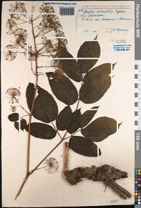 Aralia cordata Thunb., Siberia, Russian Far East (S6) (Russia)