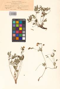 Potentilla patula Waldst. & Kit., Eastern Europe, South Ukrainian region (E12) (Ukraine)