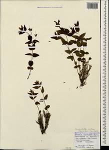 Veronica pontica subsp. pontica, Caucasus, Krasnodar Krai & Adygea (K1a) (Russia)