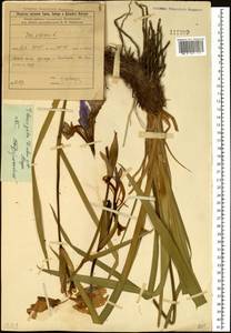 Iris laevigata Fisch., Siberia, Baikal & Transbaikal region (S4) (Russia)