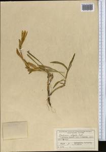 Gentiana algida Pall., Middle Asia, Northern & Central Tian Shan (M4) (Kyrgyzstan)