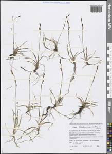 Carex ledebouriana C.A.Mey. ex Trevir., Siberia, Western Siberia (S1) (Russia)