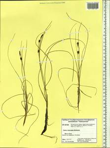 Carex rotundata Wahlenb., Siberia, Central Siberia (S3) (Russia)