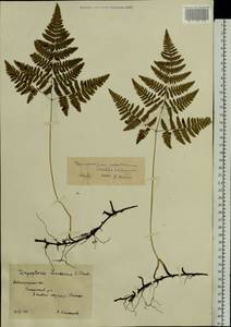 Gymnocarpium robertianum (Hoffm.) Newman, Eastern Europe, North-Western region (E2) (Russia)