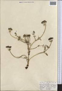 Schulzia albiflora (Kar. & Kir.) Popov, Middle Asia, Northern & Central Tian Shan (M4) (Kyrgyzstan)
