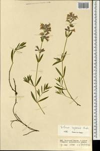 Silene repens Patrin, Mongolia (MONG) (Mongolia)