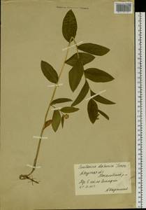 Maianthemum dahuricum (Turcz. ex Fisch. & C.A.Mey.) LaFrankie, Siberia, Russian Far East (S6) (Russia)