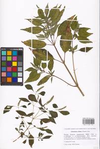 Elsholtzia ciliata (Thunb.) Hyl., Eastern Europe, Moscow region (E4a) (Russia)