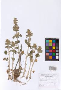 Marrubium vulgare L., Eastern Europe, Lower Volga region (E9) (Russia)
