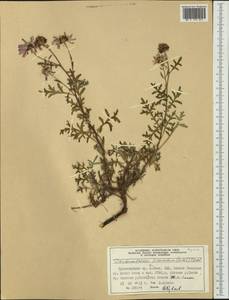 Chrysanthemum sinuatum Ledeb., Siberia, Altai & Sayany Mountains (S2) (Russia)