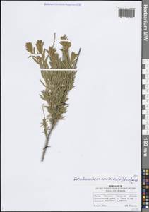 Krascheninnikovia ceratoides (L.) Gueldenst., Eastern Europe, Middle Volga region (E8) (Russia)
