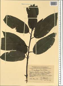 Pygeum africanum Hook. fil., Africa (AFR) (Ethiopia)